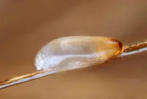 Egg of the head louse (Pediculus humanus capitis) on a hair.