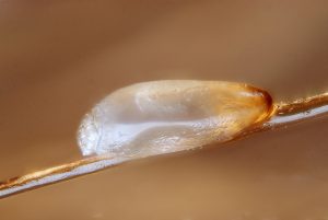 Egg of the head louse (Pediculus humanus capitis) on a hair.