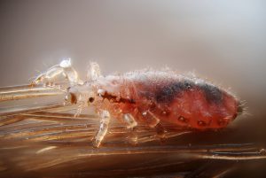 Female human head louse