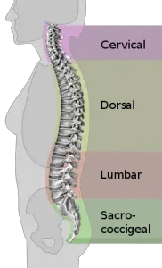 spinal_column_curvature