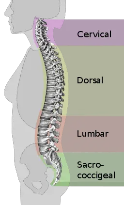 Best Treatments For Back Pain - Expert Health Reviews