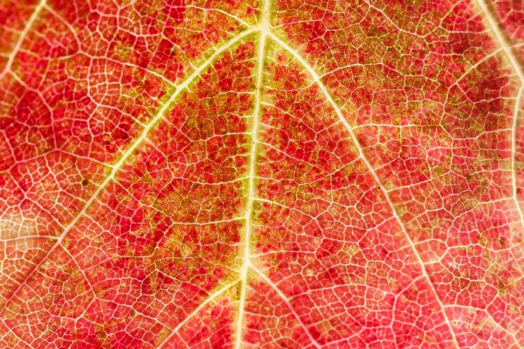 chronic venous insufficiency