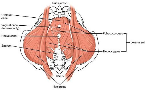 pelvic floor exercises