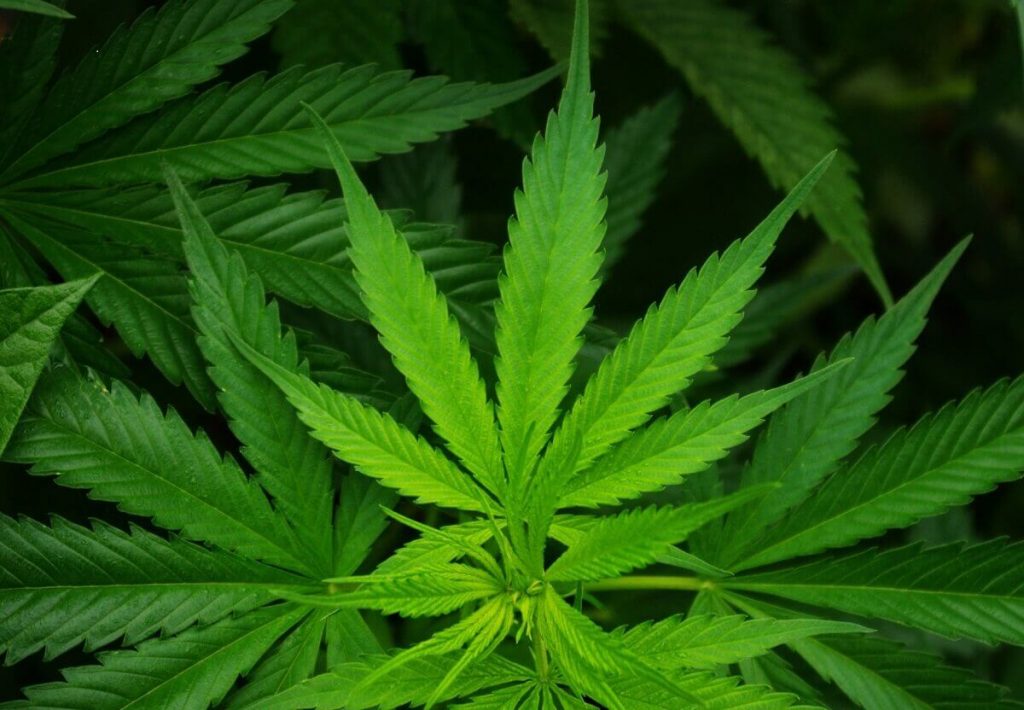 CBD oil for pain