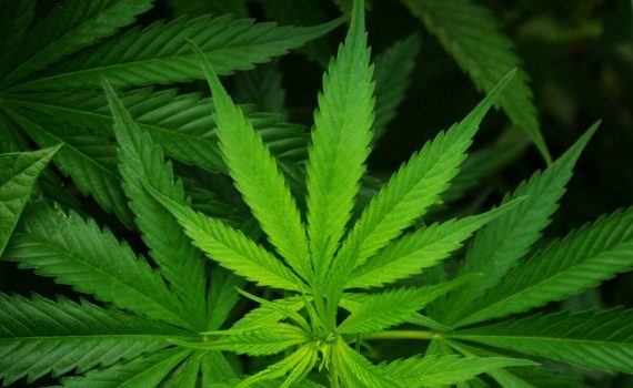 CBD oil for pain