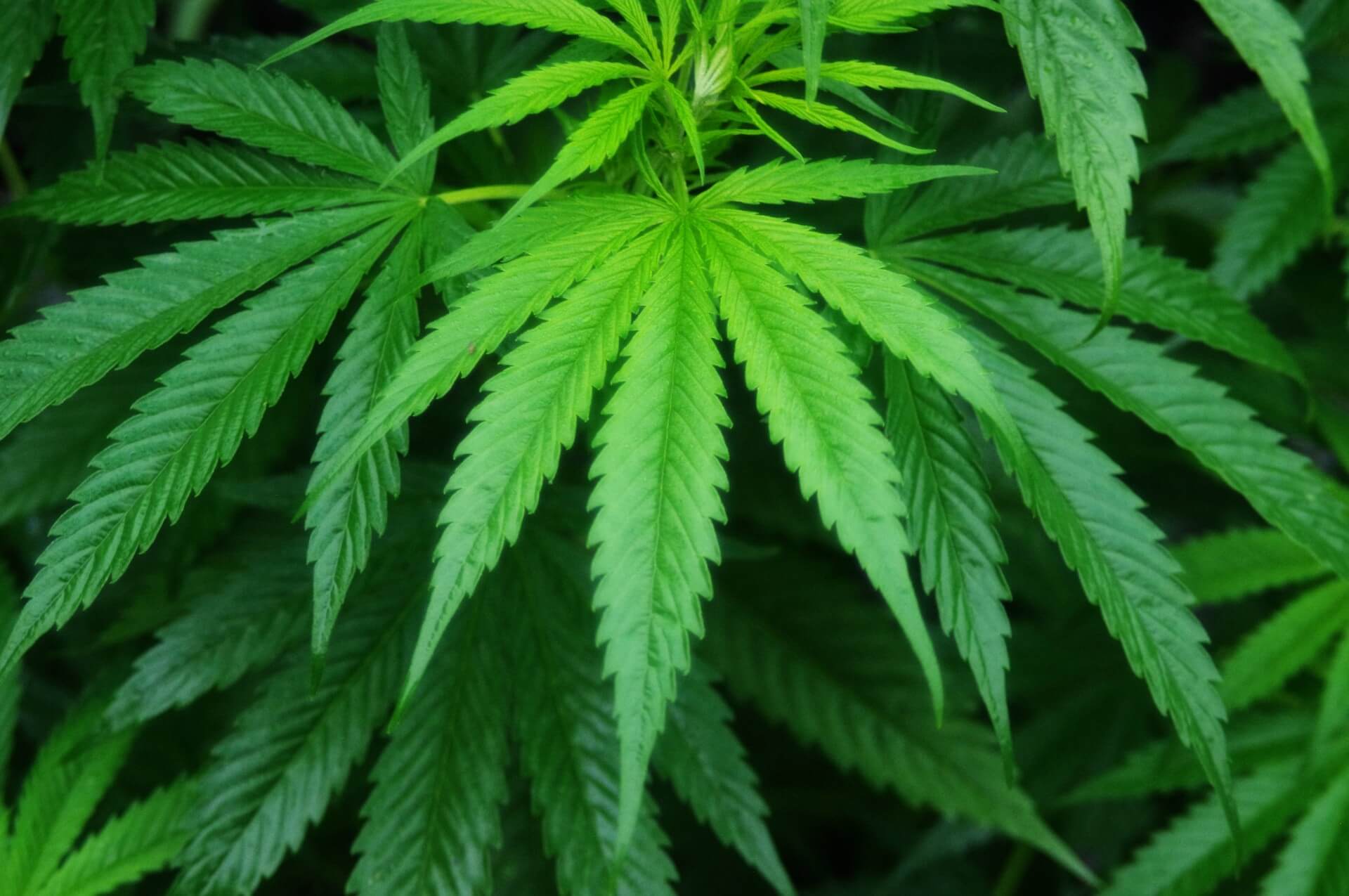 CBD for emotional wellness